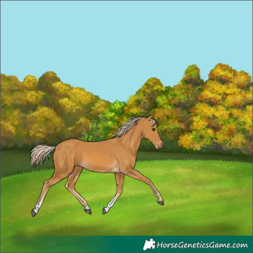 Horse Color:Palomino Tobiano 