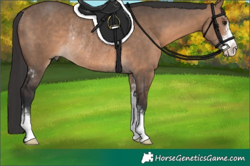 Horse Color:Brown Dun Sabino Rabicano