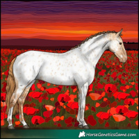 Horse Color:Red Dun Near Leopard  and Red Dun Tobiano Near Leopard 
