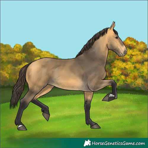 Horse Color:Buckskin