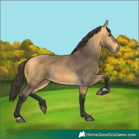 Horse Color:Buckskin 