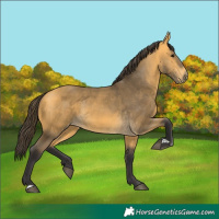 Horse Color:Buckskin