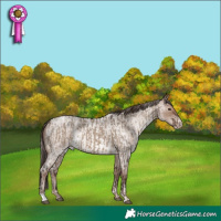 Horse Color:Silver Brown Dun  and Classic Champagne Roan Rabicano 