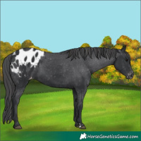 Horse Color:Black Blanket 