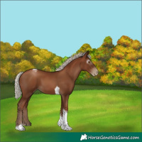 Horse Color:Gray Silver Black Pearl Tobiano