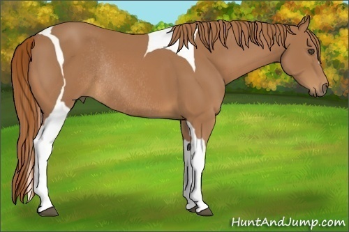 Horse Color:Chestnut Tobiano Rabicano