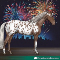 Horse Color:Silver Black Tobiano Appaloosa