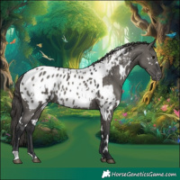 Horse Color:White Spotted Grullo Appaloosa Rabicano
