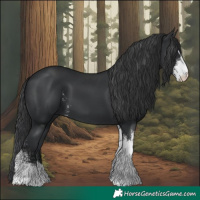 Horse Color:Black Sabino 