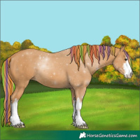 Horse Color:Painted White Spotted Chestnut 