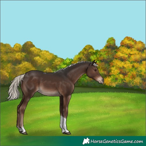 Horse Color:Liver Chestnut Mushroom Tobiano Rabicano 