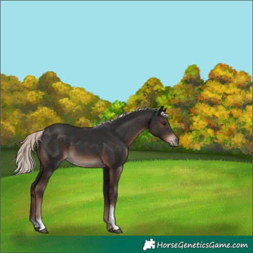 Horse Color:Liver Chestnut Mushroom Tobiano Rabicano 