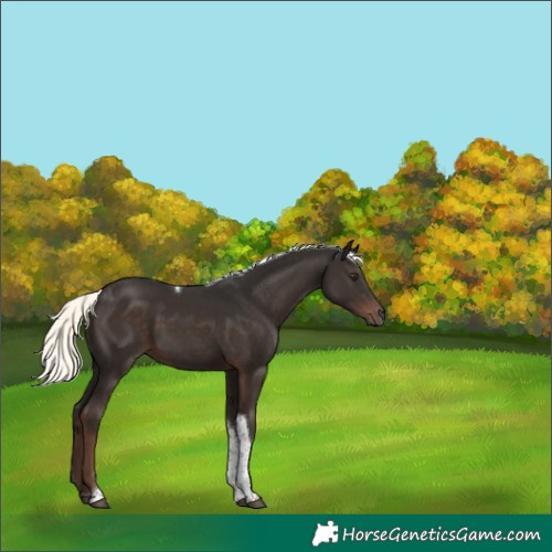 Horse Color:Liver Chestnut Mushroom Tobiano Rabicano 
