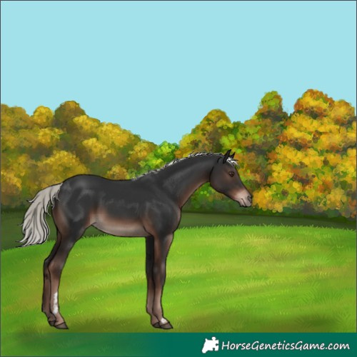 Horse Color:Liver Chestnut Mushroom Rabicano 