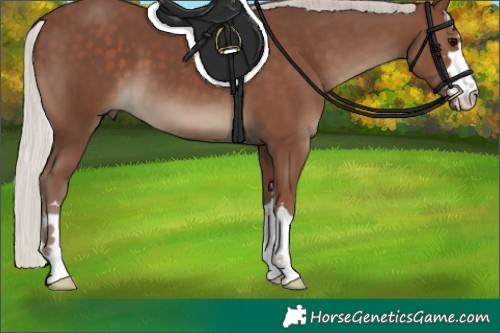 Horse Color:Silver Black 