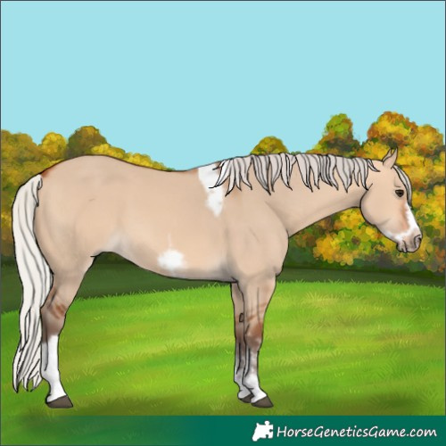 Horse Color:Silver Bay Dun Sabino Tobiano Frame Rabicano 