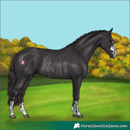 Horse Color:Smoky Black  and Smoky Black Rabicano 