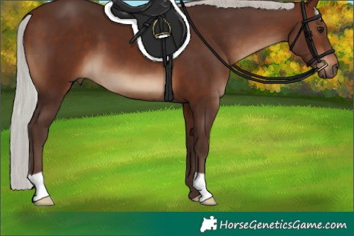 Horse Color:Silver Brown 