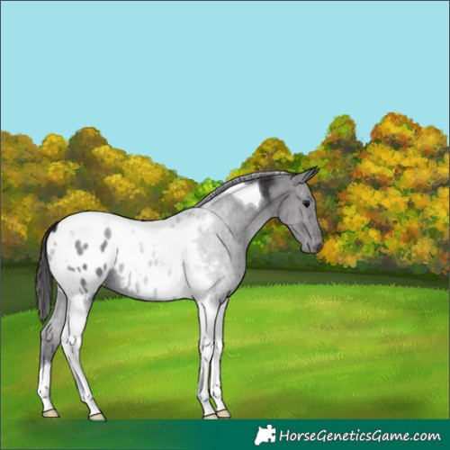 Horse Color:Smoky Black Tobiano Blanket 
