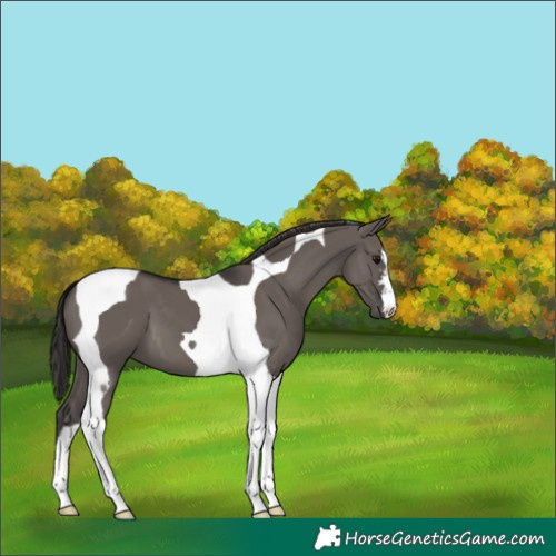 Horse Color:Smoky Grullo Tobiano 