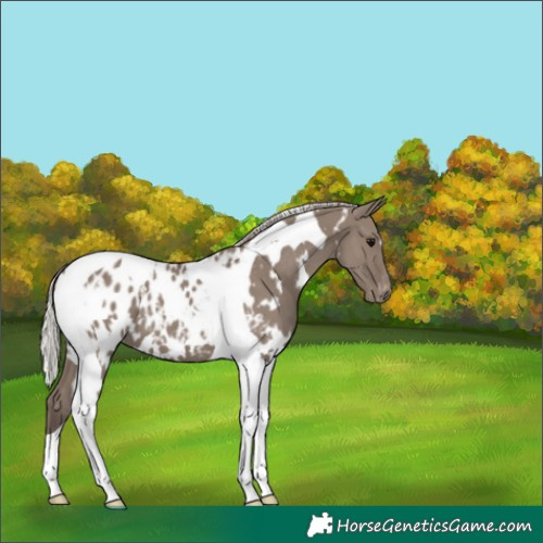 Horse Color:White Spotted Silver Grullo Tobiano Blanket 