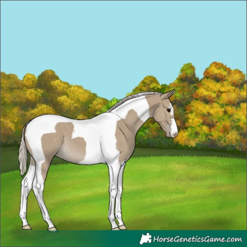 Horse Color:Silver Smoky Grullo Tobiano 