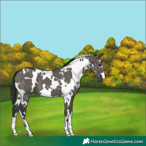 Horse Color:White Spotted Grullo 