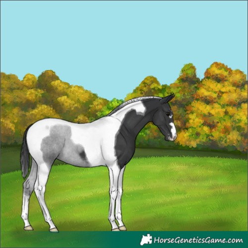 Horse Color:Black Tobiano 
