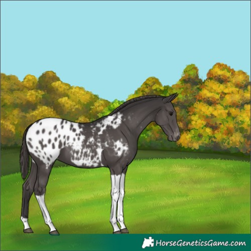 Horse Color:Smoky Black Tobiano Appaloosa 