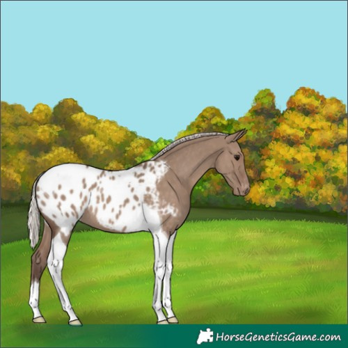 Horse Color:Silver Grullo Tobiano Blanket 