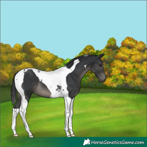 Horse Color:Black Tobiano 