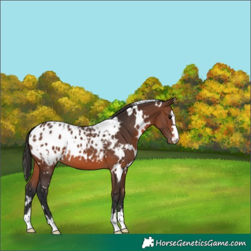 Horse Color:White Spotted Brown Blanket 