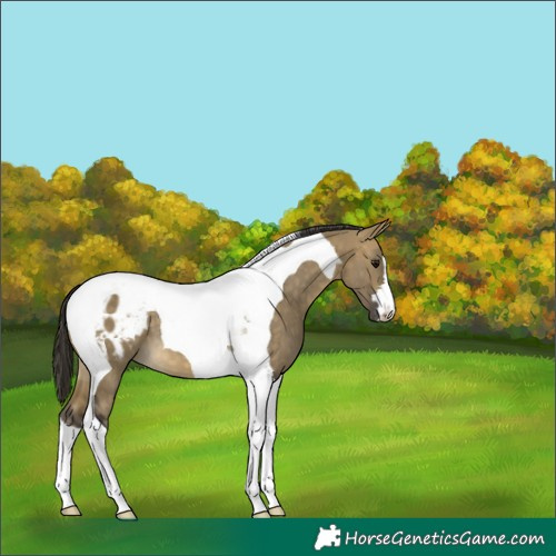 Horse Color:Buckskin Dun Tobiano Blanket 