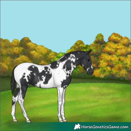 Horse Color:White Spotted Black Tobiano 
