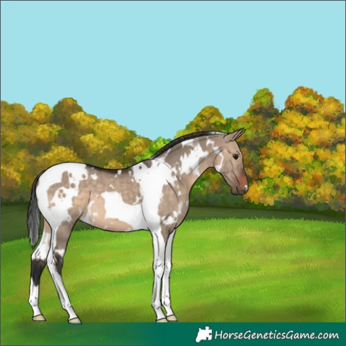 Horse Color:White Spotted Brown Dun Tobiano 