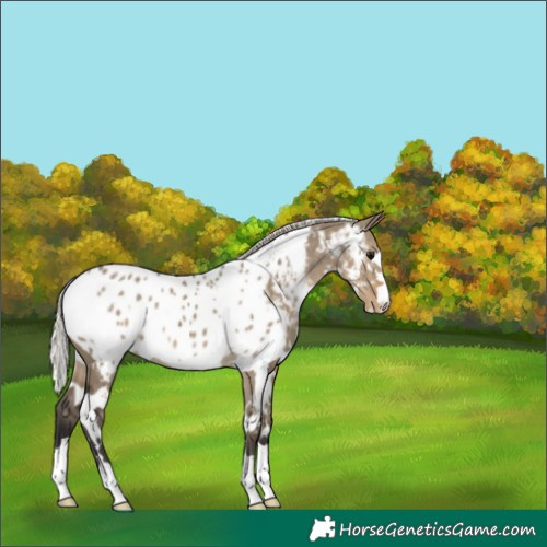 Horse Color:White Spotted Silver Smoky Grullo Near Leopard 