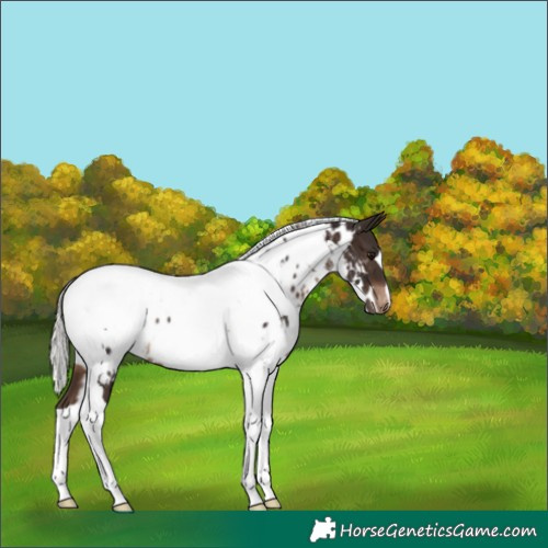 Horse Color:White Spotted Silver Brown Tobiano Near Leopard 