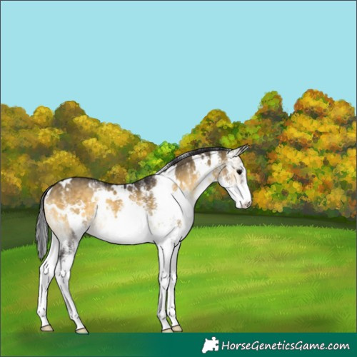 Horse Color:White Spotted Buckskin Onyx 