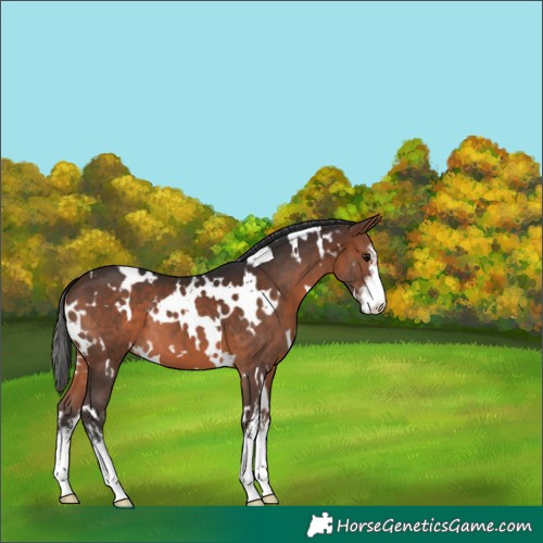 Horse Color:White Spotted Brown 