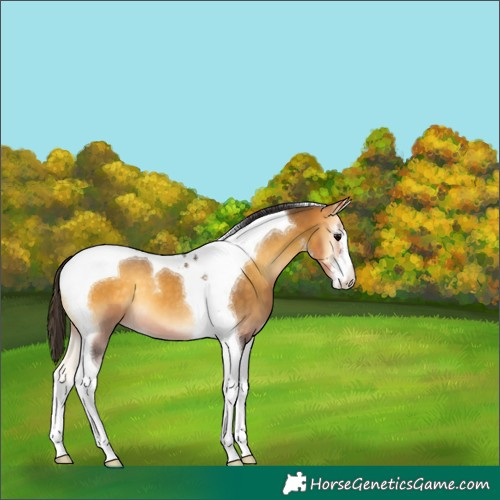 Horse Color:White Spotted Buckskin Onyx Tobiano 