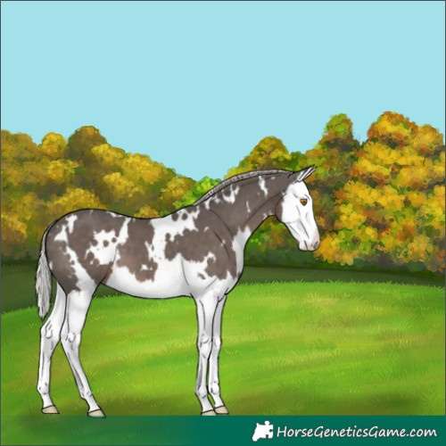 Horse Color:White Spotted Silver Black Splash 