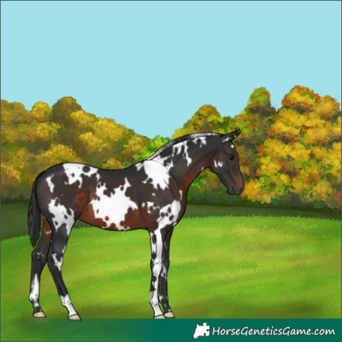 Horse Color:White Spotted Brown 