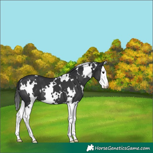 Horse Color:White Spotted Black Splash 