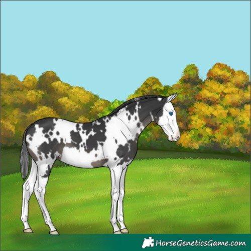 Horse Color:White Spotted Black Splash 