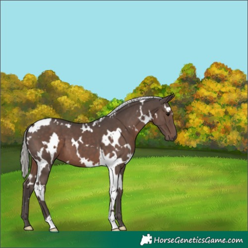 Horse Color:White Spotted Silver Black 