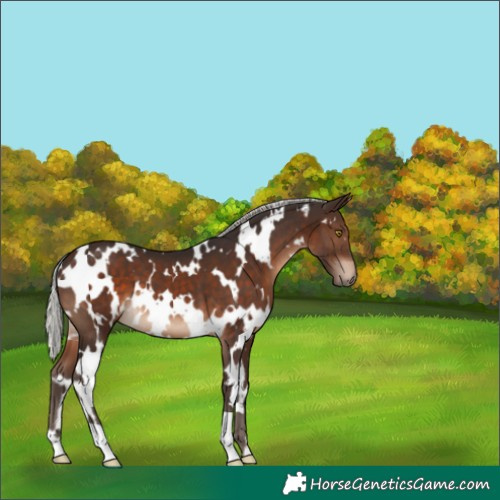 Horse Color:White Spotted Silver Brown 