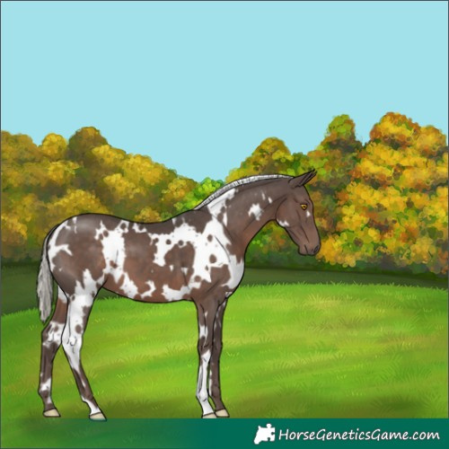 Horse Color:White Spotted Silver Black 