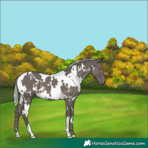 Horse Color:White Spotted Silver Black 