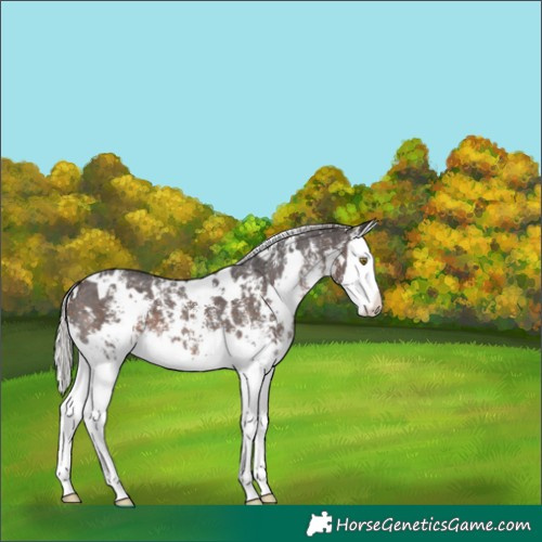 Horse Color:White Spotted Silver Brown Sabino Splash 
