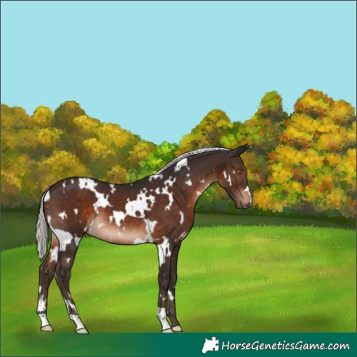 Horse Color:White Spotted Silver Brown 